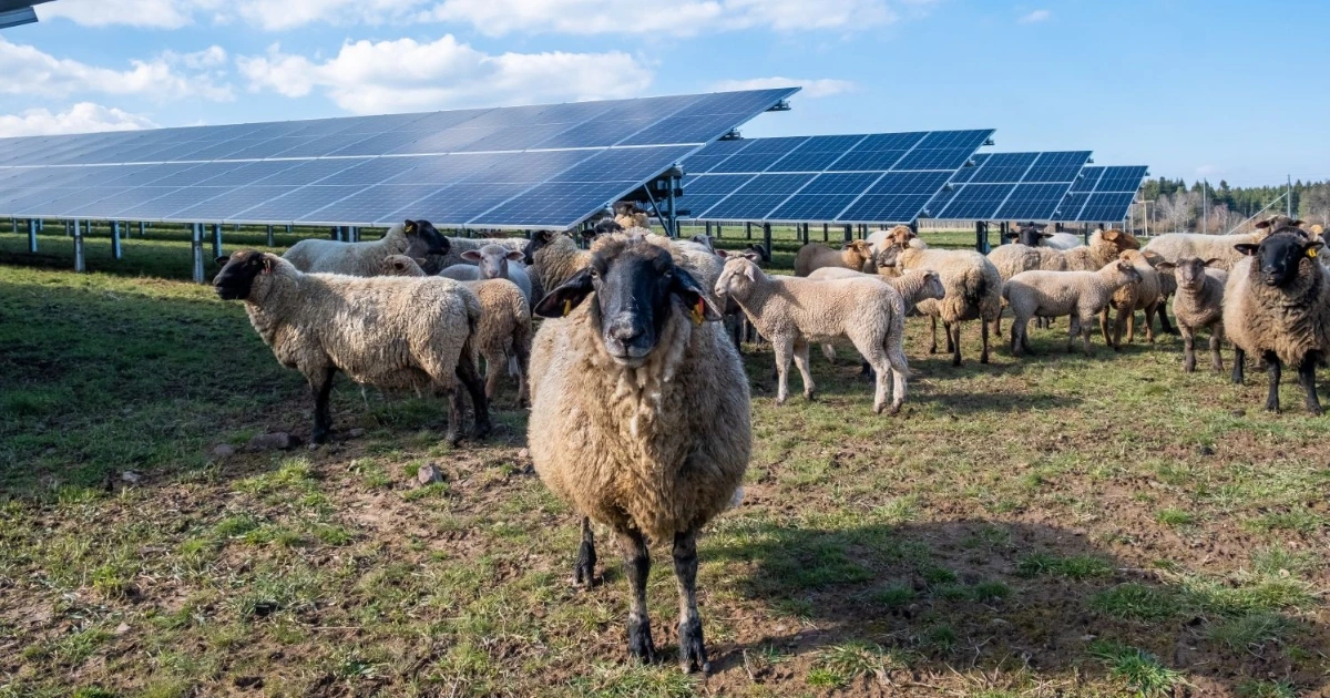 Owce na tle instalacji PV